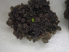 Physma byrsaeum