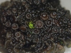 Physma byrsaeum