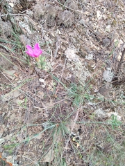 Dianthus ferrugineus