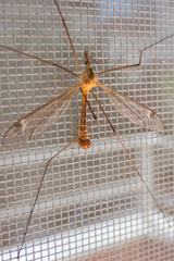Tipula