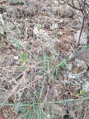 Dianthus ferrugineus