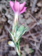 Dianthus ferrugineus