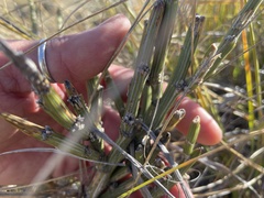 Carmichaelia crassicaulis