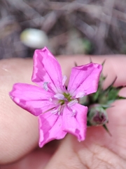 Dianthus ferrugineus