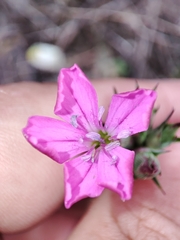 Dianthus ferrugineus