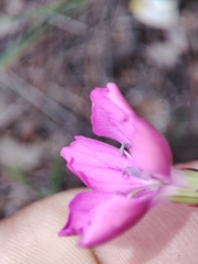 Dianthus ferrugineus