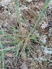 Dianthus ferrugineus