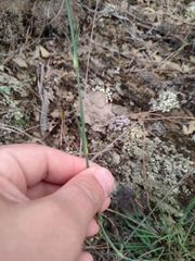 Dianthus ferrugineus