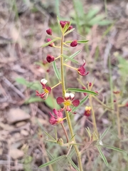 Cleome violacea