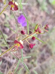 Cleome violacea