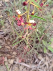 Cleome violacea