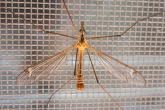 Tipula