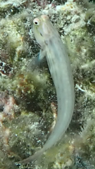 Ecsenius yaeyamaensis