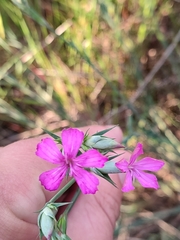 Dianthus ferrugineus