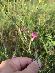 Dianthus ferrugineus