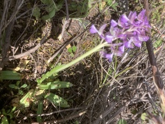 Anacamptis morio caucasica
