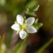 Sabulina californica - Photo (c) David Hofmann, algunos derechos reservados (CC BY-NC-ND)