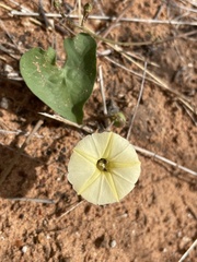 Ipomoea obscura obscura