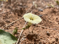 Ipomoea obscura obscura