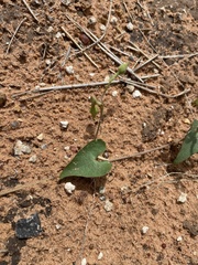 Ipomoea obscura obscura