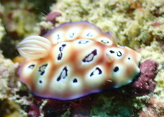 Goniobranchus leopardus