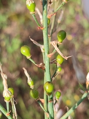 Asphodelus serotinus