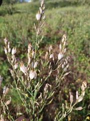 Asphodelus serotinus