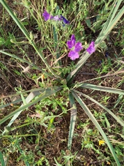 Asphodelus serotinus