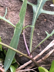 Rorippa laciniata