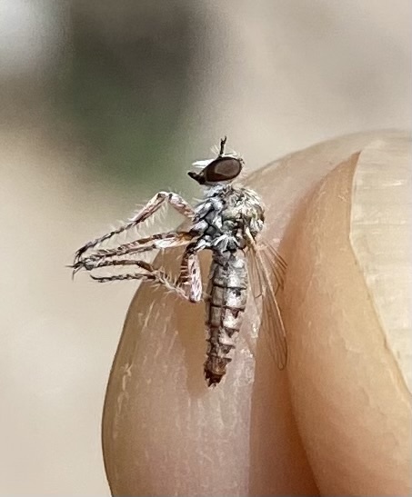Yellow-legged Prospector