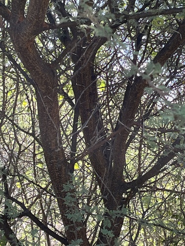 Acacia tortilis image