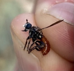 Cerotainiops