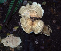 Multifurca stenophylla