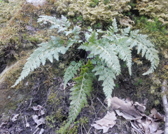 Asplenium adiantum-nigrum