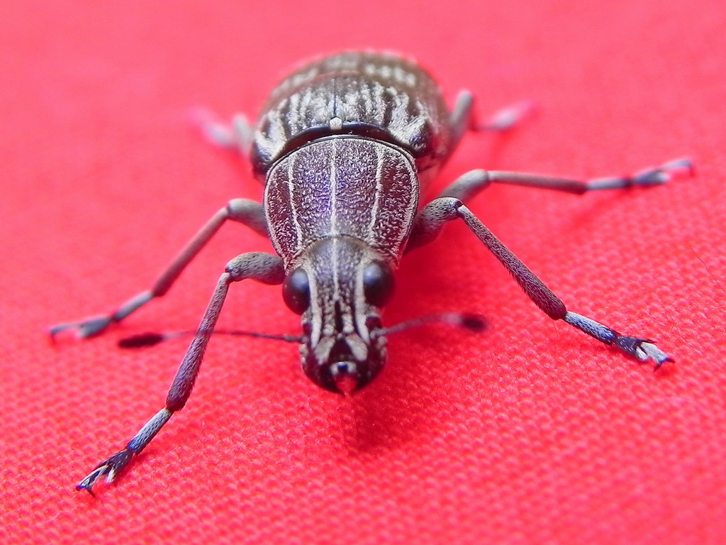 Acanthopygus griseus