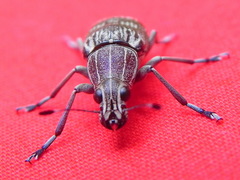 Acanthopygus griseus