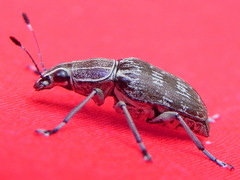 Acanthopygus griseus