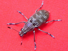 Acanthopygus griseus