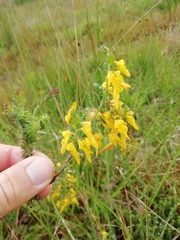 Genista ancistrocarpa