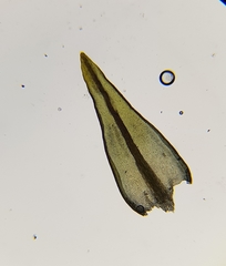 Geheebia lurida