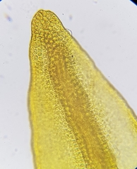Geheebia lurida