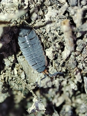 Porcellionides rufocinctus