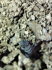 Porcellionides rufocinctus