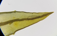 Geheebia lurida