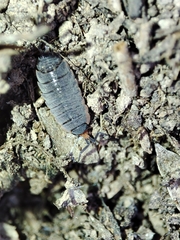 Porcellionides rufocinctus