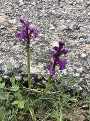 Anacamptis morio caucasica