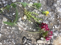 Anthyllis vulneraria rubriflora