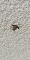 Ephemeroptera