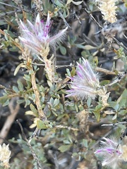 Ptilotus whitei