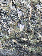 Ptilotus whitei
